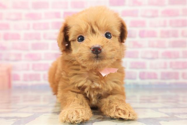 北海道のポメプー (Coo&RIKU岩見沢店/2023年7月2日生まれ/女の子/レッド(赤))の子犬