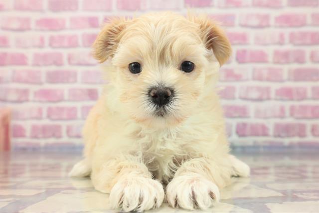 栃木県のマルプー (Coo&RIKU宇都宮店/2023年7月5日生まれ/男の子/クリーム)の子犬