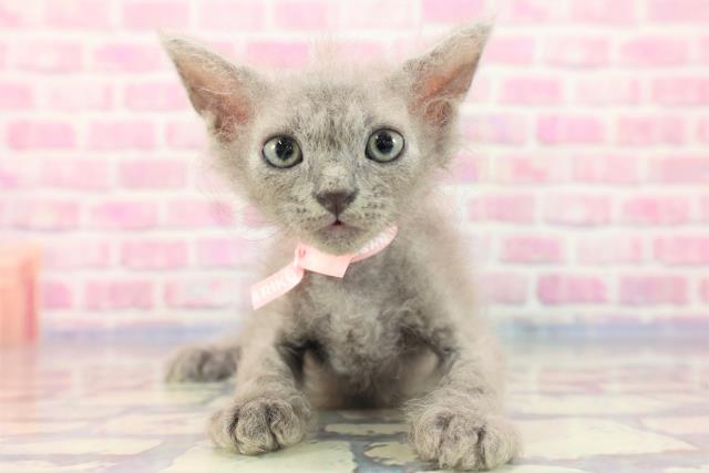 東京都のセルカークレックス (Coo&RIKU練馬店/2023年7月5日生まれ/女の子/ブルー)の子猫