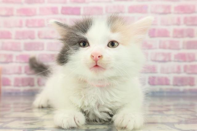 埼玉県のノルウェージャンフォレストキャット (Coo&RIKUアニマルケアセンター大宮/2023年7月5日生まれ/女の子/ダイリュートキャリコ)の子猫