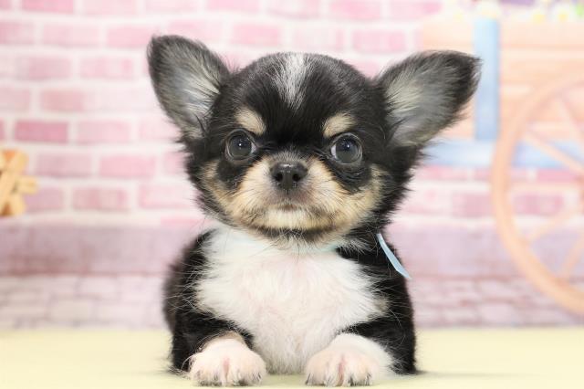 北海道のチワワ(ロング) (Coo&RIKU帯広店/2023年7月5日生まれ/男の子/ブラックタンホワイト)の子犬