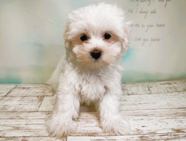 青森県のマルチーズ (Coo&RIKU青森店/2023年7月5日生まれ/男の子/ホワイト(白))の子犬