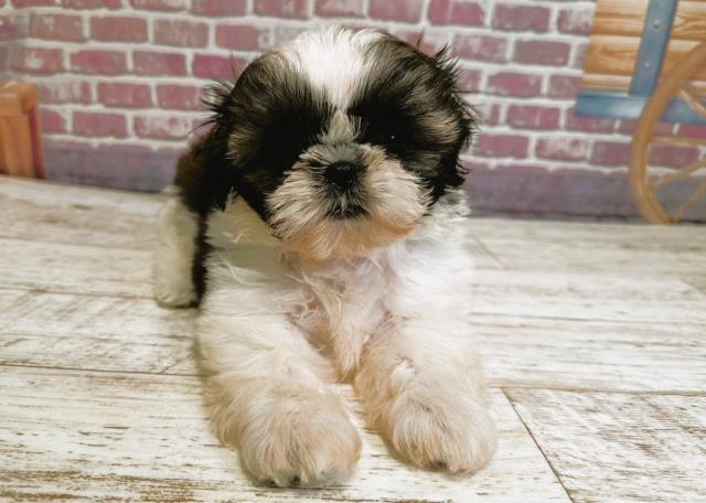 北海道のシーズー (Coo&RIKU北見店/2023年7月8日生まれ/女の子/ホワイトゴールド)の子犬