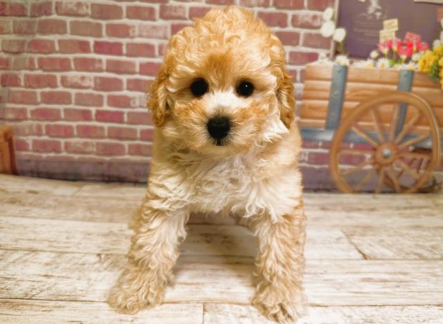 北海道のトイプードル (Coo&RIKU北見店/2023年7月9日生まれ/女の子/アプリコット)の子犬