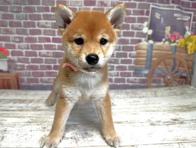 北海道の柴犬 (Coo&RIKU函館店/2023年7月9日生まれ/女の子/レッド(赤))の子犬