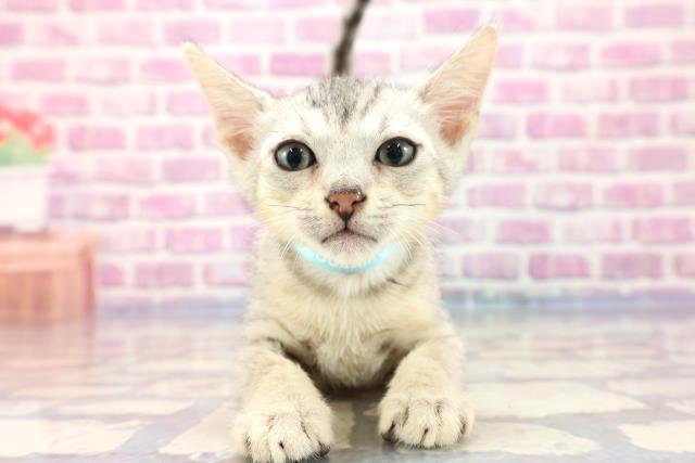 長野県のエジプシャンマウ (Coo&RIKU長野店/2023年6月30日生まれ/男の子/シルバー)の子猫