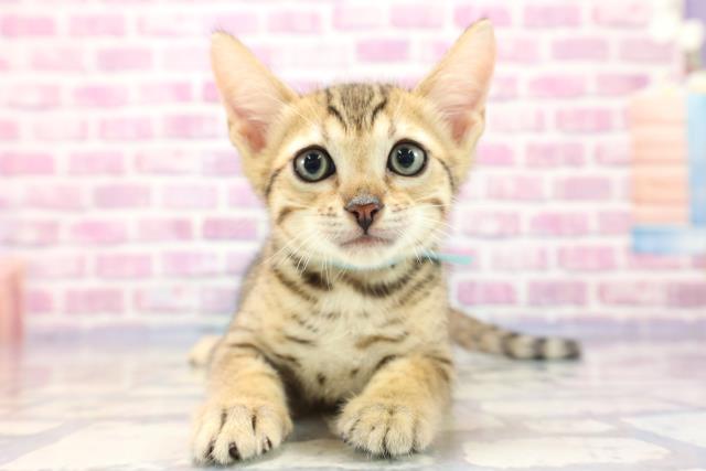 新潟県のエジプシャンマウ (Coo&RIKU上越店/2023年6月30日生まれ/男の子/ブロンズ)の子猫