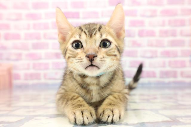 神奈川県のエジプシャンマウ (Coo&RIKU横浜旭店/2023年6月30日生まれ/男の子/ブロンズ)の子猫