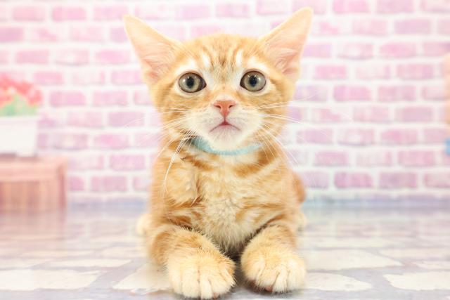 新潟県のアメリカンショートヘアー (Coo&RIKU上越店/2023年7月8日生まれ/男の子/レッドタビー)の子猫