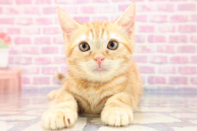 栃木県のアメリカンショートヘアー (Coo&RIKUイオンタウン佐野店/2023年7月2日生まれ/女の子/レッドタビー)の子猫