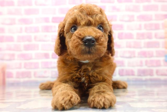 新潟県のトイプードル (Coo&RIKUイオンモール新発田店/2023年7月2日生まれ/男の子/アプリコット)の子犬
