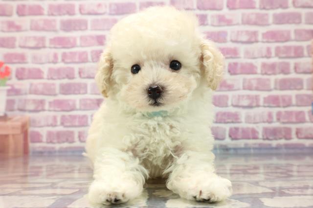千葉県のトイプードル (Coo&RIKU東船橋店/2023年7月8日生まれ/男の子/ホワイト(白))の子犬