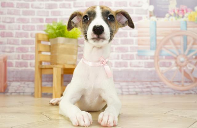 愛知県のウィペット (Coo&RIKU半田店/2023年7月8日生まれ/女の子/ホワイトブリンドル)の子犬