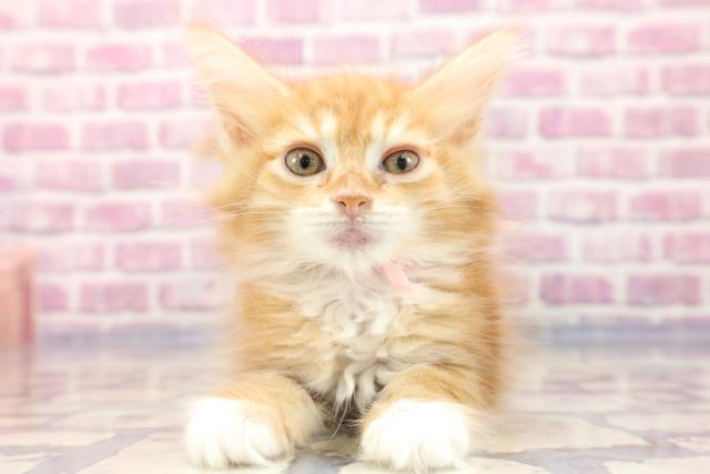 東京都のメインクーン (Coo&RIKU吉祥寺店/2023年7月5日生まれ/女の子/レッドタビーホワイト)の子猫
