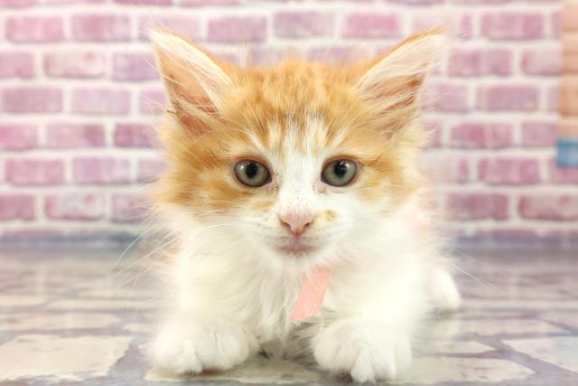 栃木県のメインクーン (Coo&RIKU足利店/2023年7月5日生まれ/女の子/レッドタビーホワイト)の子猫
