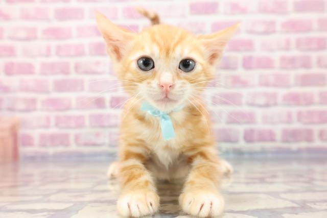 茨城県のジェネッタ (Coo&RIKU筑西店/2023年7月6日生まれ/男の子/レッドスポッテッドタビー)の子猫