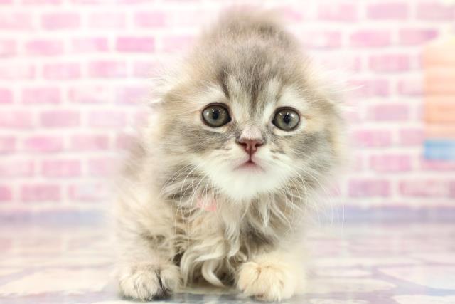 群馬県のスコティッシュフォールド (Coo&RIKU藤岡店/2023年7月9日生まれ/女の子/ブルーパッチドタビーホワイト)の子猫