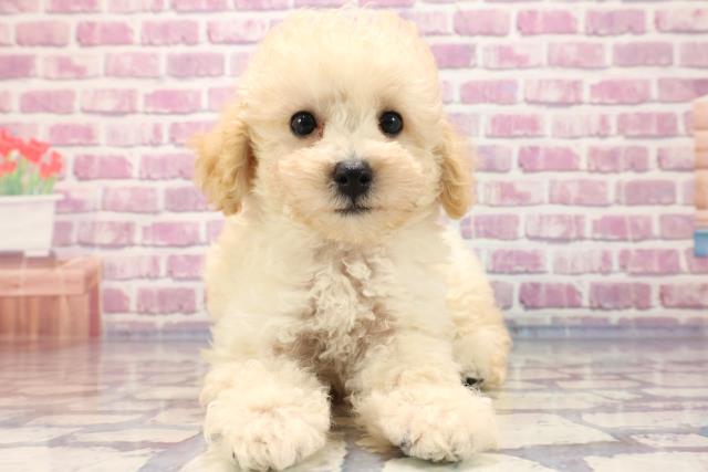 埼玉県のトイプードル (Coo&RIKU所沢店/2023年7月9日生まれ/男の子/クリーム)の子犬
