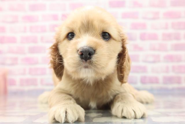 北海道のアメリカンコッカースパニエル (Coo&RIKU北見店/2023年7月11日生まれ/男の子/バフホワイト)の子犬