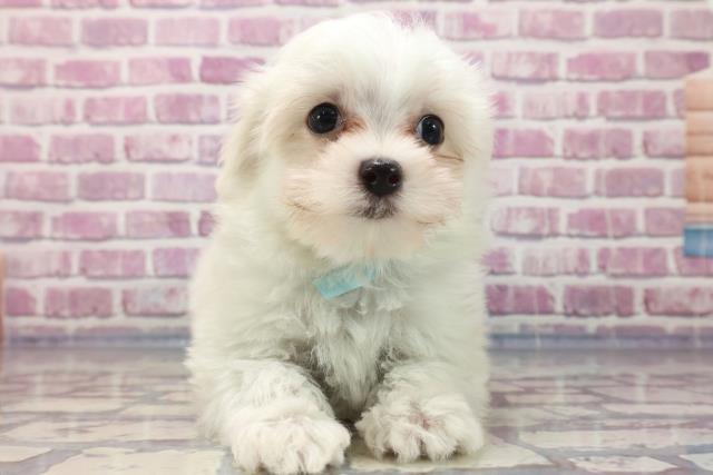 栃木県のマルチーズ (Coo&RIKUイオンタウン佐野店/2023年7月9日生まれ/男の子/ホワイト(白))の子犬