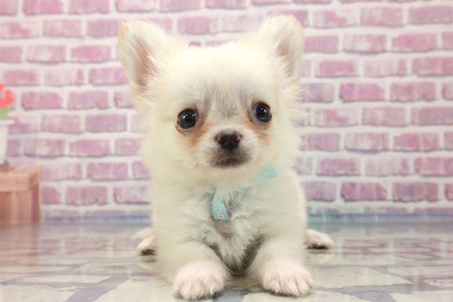 青森県のチワワ(ロング) (Coo&RIKU青森店/2023年7月10日生まれ/男の子/クリーム)の子犬