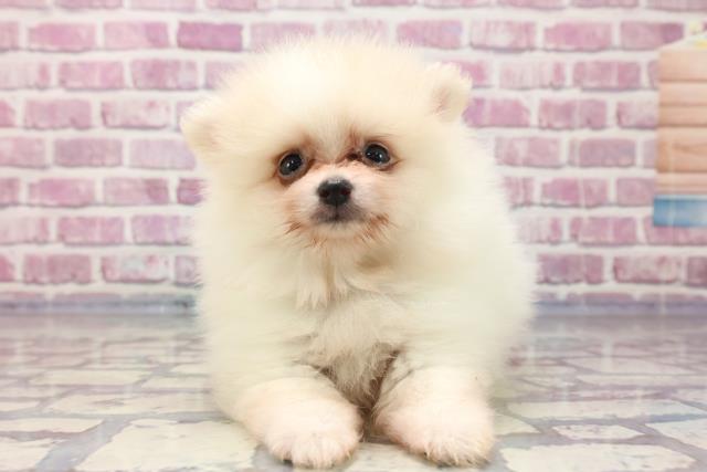 埼玉県のポメラニアン (Coo&RIKUアニマルケアセンター大宮/2023年7月5日生まれ/男の子/クリーム)の子犬