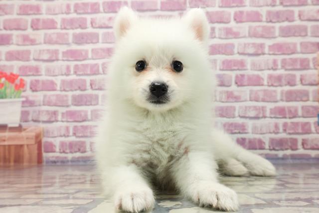 群馬県の日本スピッツ (Coo&RIKU伊勢崎店/2023年7月9日生まれ/女の子/ホワイト(白))の子犬