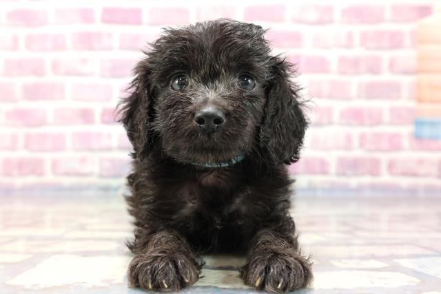 神奈川県のダップー (Coo&RIKU秦野店/2023年7月12日生まれ/男の子/ブラック(黒))の子犬