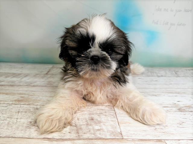 北海道のシーズー (Coo&RIKU北見店/2023年7月10日生まれ/男の子/ホワイトゴールド)の子犬