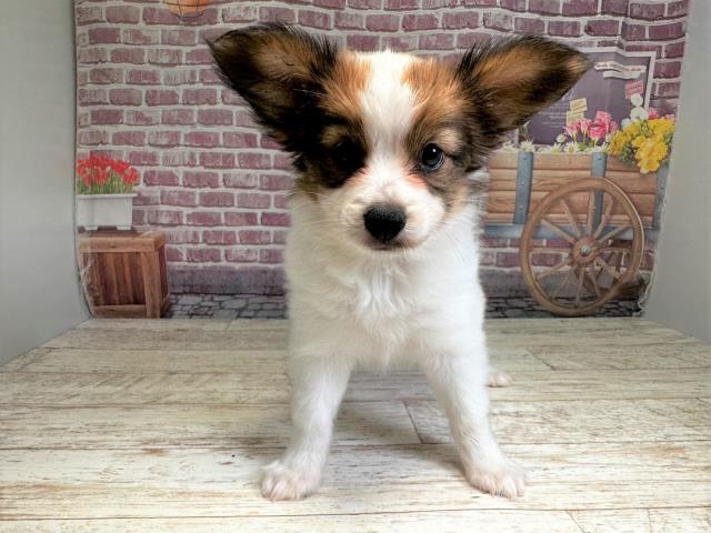 北海道のパピヨン (Coo&RIKU函館店/2023年7月15日生まれ/女の子/トライカラー)の子犬