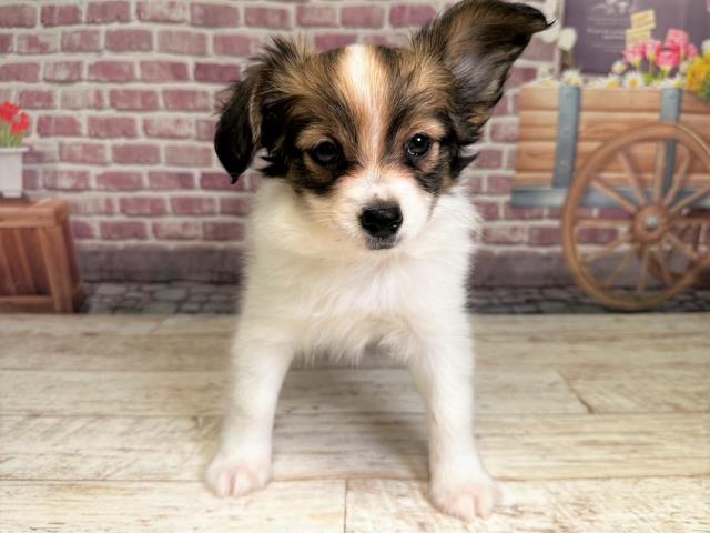 北海道のパピヨン (Coo&RIKU北見店/2023年7月15日生まれ/女の子/トライカラー)の子犬