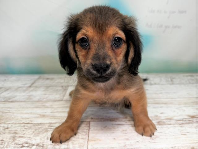 北海道のチワックス (Coo&RIKU函館店/2023年7月14日生まれ/男の子/シェーデットレッド)の子犬
