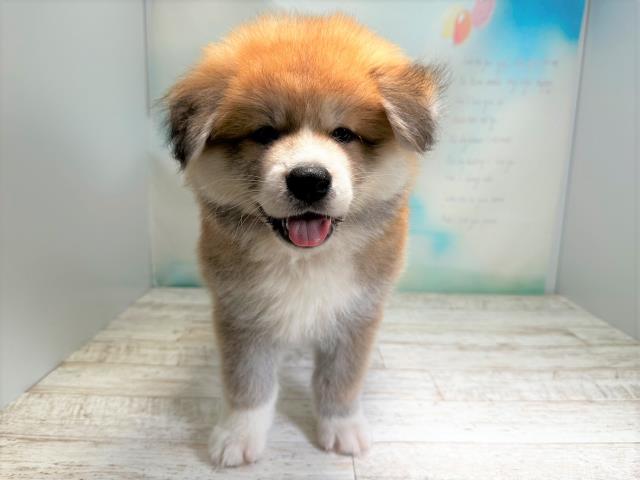 北海道の秋田犬 (Coo&RIKU帯広店/2023年7月15日生まれ/男の子/レッド(赤))の子犬