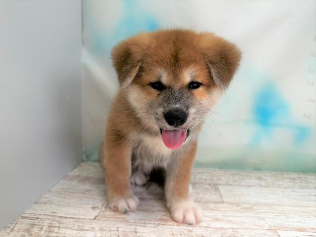 北海道の秋田犬 (Coo&RIKU岩見沢店/2023年7月15日生まれ/男の子/レッド(赤))の子犬