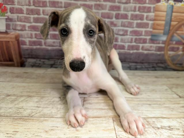 北海道のウィペット (Coo&RIKU帯広店/2023年7月16日生まれ/女の子/ブリンドルホワイト)の子犬