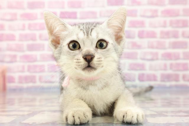 青森県のエジプシャンマウ (Coo&RIKU青森店/2023年7月15日生まれ/女の子/シルバー)の子猫