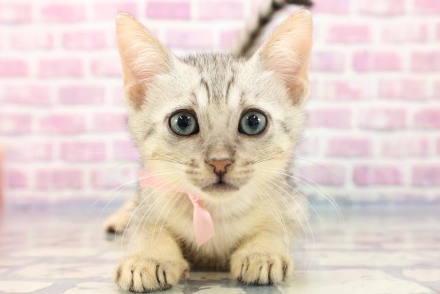 千葉県のエジプシャンマウ (Coo&RIKU東船橋店/2023年7月15日生まれ/女の子/シルバー)の子猫