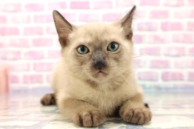 青森県のバーミーズ (Coo&RIKU青森店/2023年7月14日生まれ/女の子/シャンパン)の子猫