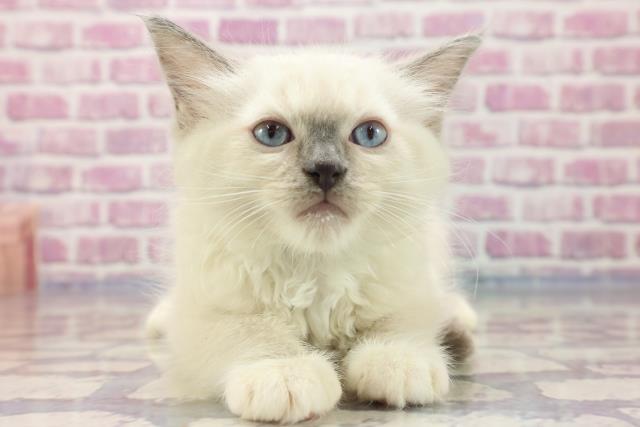 青森県のラグドール (Coo&RIKU青森店/2023年7月13日生まれ/男の子/ブルーポイントミテッド)の子猫
