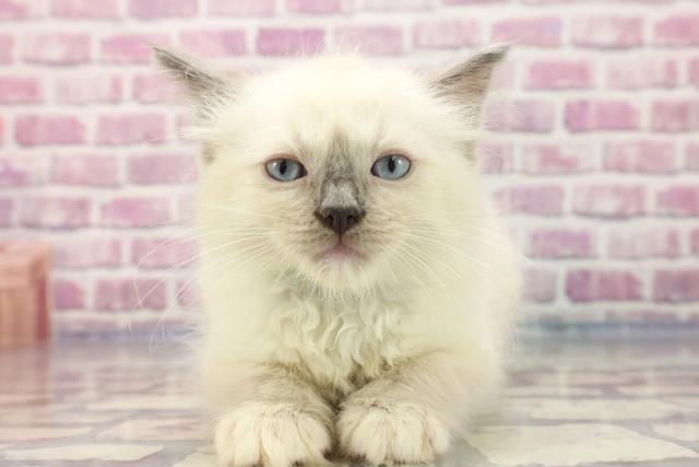 青森県のラグドール (Coo&RIKU八戸店/2023年7月13日生まれ/男の子/ブルーポイントミテッド)の子猫