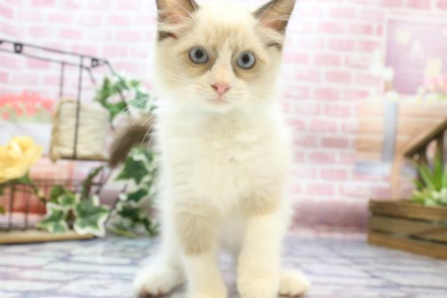 徳島県のラグドール (Coo&RIKU徳島店/2023年6月16日生まれ/男の子/シールポイントバイカラー)の子猫