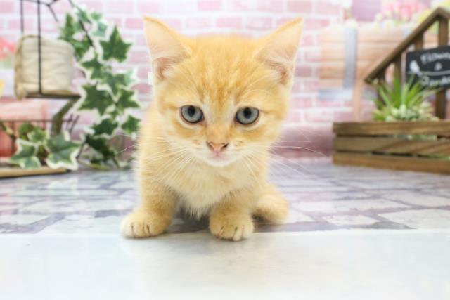 大分県のマンチカン (Coo&RIKU大分店/2023年7月11日生まれ/男の子/レッドタビー)の子猫