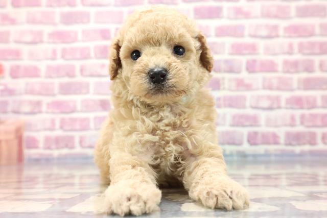 千葉県のトイプードル (Coo&RIKU東船橋店/2023年7月16日生まれ/男の子/アプリコット)の子犬
