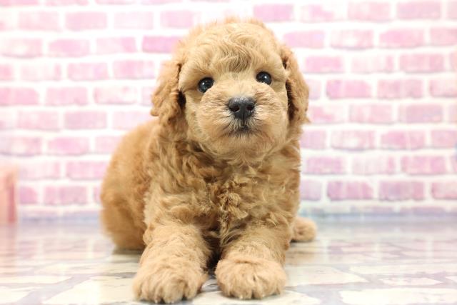 青森県のトイプードル (Coo&RIKU八戸店/2023年7月16日生まれ/男の子/アプリコット)の子犬
