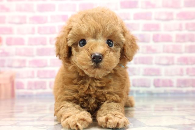 千葉県のトイプードル (Coo&RIKU東船橋店/2023年7月9日生まれ/男の子/アプリコット)の子犬