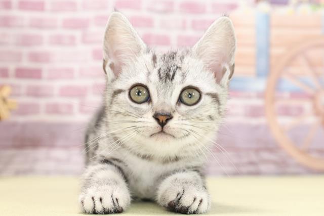 東京都のアメリカンショートヘアー (Coo&RIKU大久保店/2023年7月16日生まれ/女の子/シルバータビー)の子猫