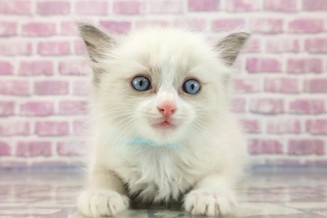 青森県のラグドール (Coo&RIKU弘前店/2023年7月16日生まれ/男の子/ブルーポイントバイカラー)の子猫