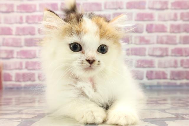 兵庫県のラガマフィン (Coo&RIKU尼崎店/2023年7月3日生まれ/女の子/キャリコ)の子猫