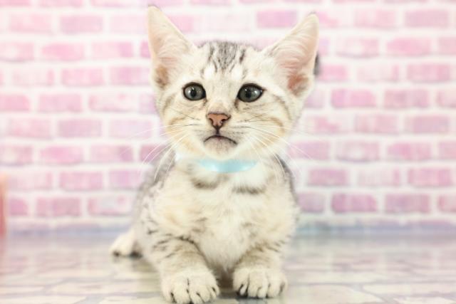 茨城県のエジプシャンマウ (Coo&RIKUMEGAドン・キホーテ勝田店/2023年7月12日生まれ/男の子/シルバー)の子猫