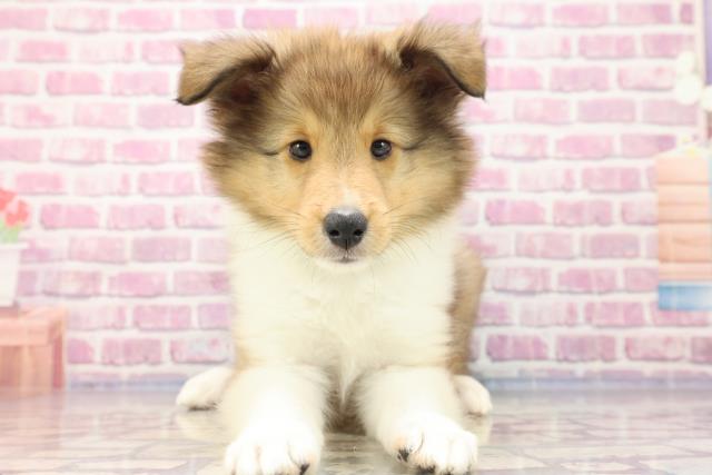 沖縄県のシェットランドシープドッグ (Coo&RIKU沖縄浦添店/2023年7月15日生まれ/男の子/セーブルホワイト)の子犬